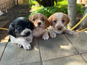 Cuccioli Espagneul Breton di media taglia