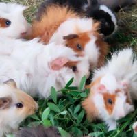 Porcellino d'india Guinea Pig, Cavia Domestica
