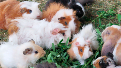Porcellino d'india Guinea Pig, Cavia Domestica