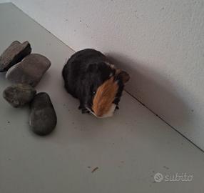 Cavie porcellini d'india