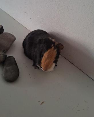 Cavie porcellini d'india