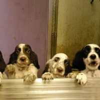 Setter cuccioli con PEDIGREE