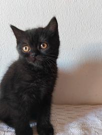 Gatto Schottish