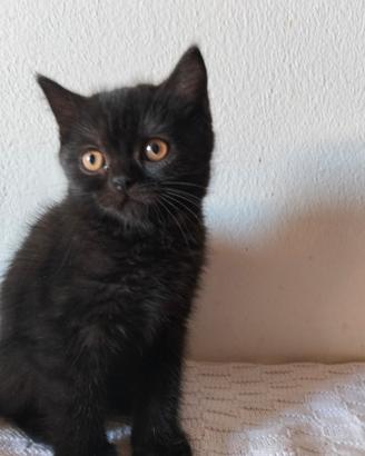 Gatto Schottish