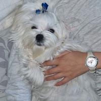 MALTESE cucciolo pedigree ENCI