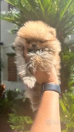 Spitz di Pomerania