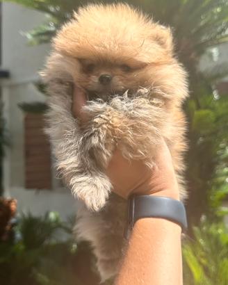 Spitz di Pomerania