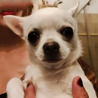 Chihuahua Toy per Accoppiamento