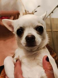 Chihuahua Toy per Accoppiamento