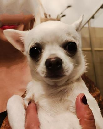 Chihuahua Toy per Accoppiamento