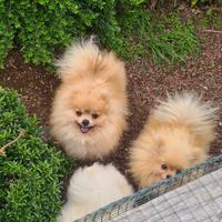 Pomerania maschio x monta