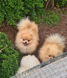 Pomerania maschio x monta