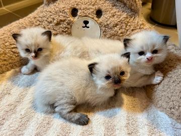Cuccioli Ragdoll