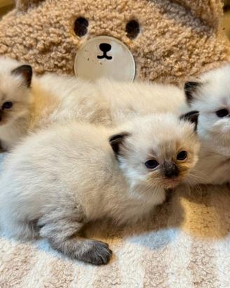 Cuccioli Ragdoll