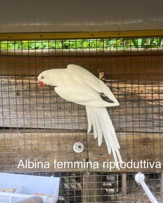 Femmine parrocchetti dal collare