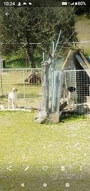 Disponibile 2/3 cuccioloni bracco poenter