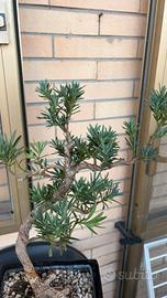 Bonsai