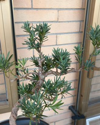 Bonsai