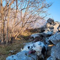 Setter inglese femmina