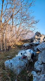 Setter inglese femmina