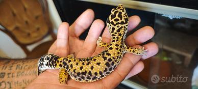 Geco leopardino femmina adulta ancestrale - 6 anni