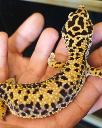 Geco leopardino femmina adulta ancestrale - 6 anni