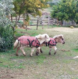 Puledri falabella