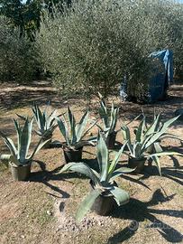 Agave Americana gigante