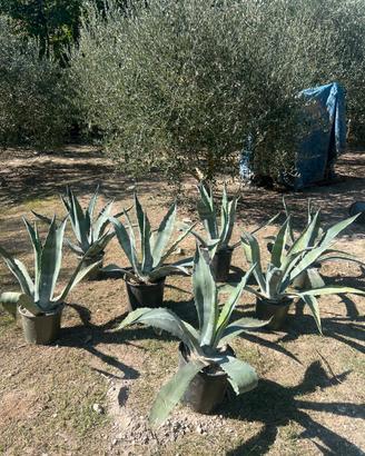 Agave Americana gigante