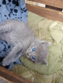 Due gattini meravigliosi