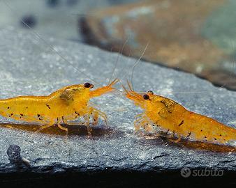 Neocaridine caridine tutte le varieta' e specie