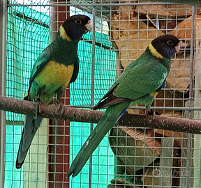 Pappagalli parrocchetti di Port lincoln