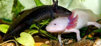 Coppia axolotl
