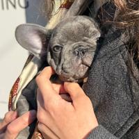 Cucciolo di bulldog francese blue occhi chiari