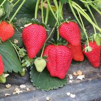 piante di fragola già produttive