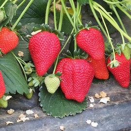 piante di fragola già produttive