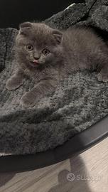 Scottish Fold