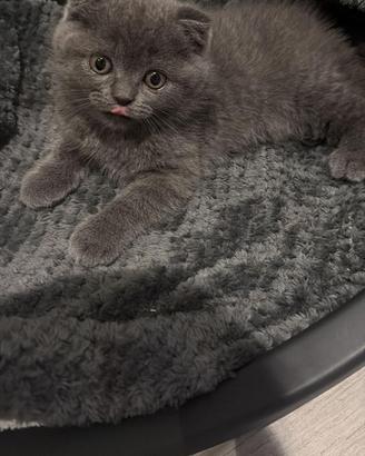 Scottish Fold