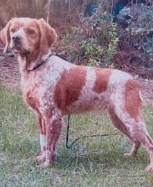 Setter inglese