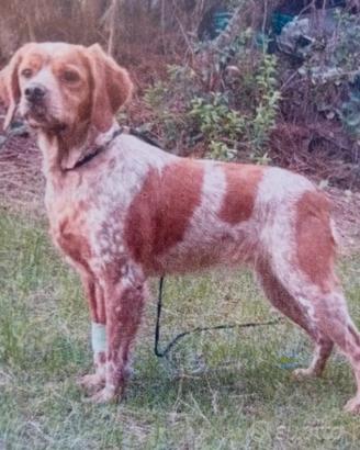 Setter inglese