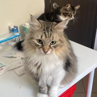 Gatti siberiani pura razza