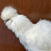 Femmina di Moroseta bianca 6 mesi