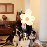 Cucciola di Pastore Australiano