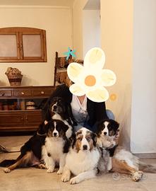 Cucciola di Pastore Australiano