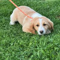 Cucciole taglia media