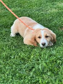 Cucciole taglia media