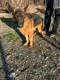 Pastore tedesco con pedigree