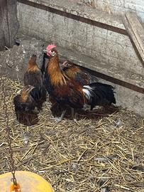 Galline ornamentali