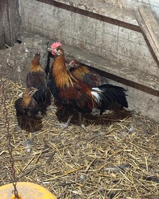 Galline ornamentali