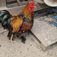 Gallo Brahma